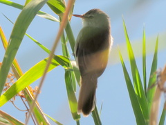 Acrocephalus scirpaceus hallae