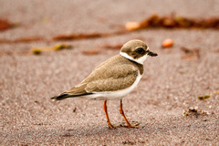 Charadrius semipalmatus