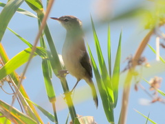 Acrocephalus scirpaceus hallae