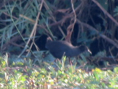 Zapornia flavirostra