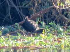 Zapornia flavirostra