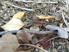 Teleogryllus occipitalis