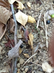 Teleogryllus occipitalis