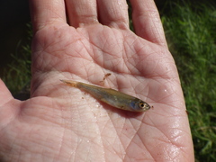 Leucaspius delineatus