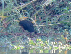 Zapornia flavirostra