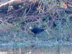 Zapornia flavirostra