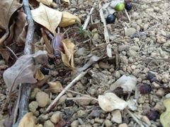 Teleogryllus occipitalis