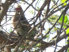 Urocolius indicus lacteifrons
