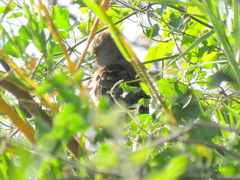 Urocolius indicus lacteifrons