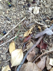 Teleogryllus occipitalis