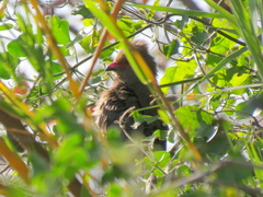 Urocolius indicus lacteifrons