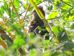 Urocolius indicus lacteifrons