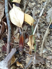 Teleogryllus occipitalis