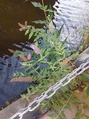 Buddleja davidii