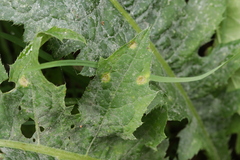Puccinia cnici-oleracei