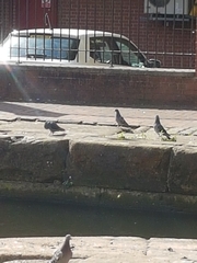 Columba livia domestica