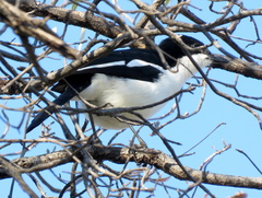 Laniarius bicolor sticturus