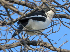 Laniarius bicolor sticturus