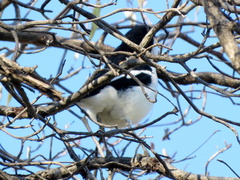 Laniarius bicolor sticturus