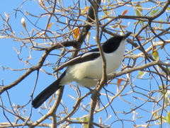 Laniarius bicolor sticturus