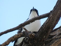 Laniarius bicolor sticturus