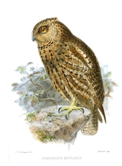 Seychelles Scops Owl photo 2