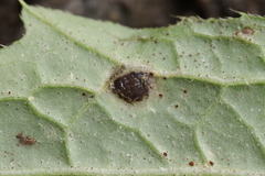 Puccinia cnici-oleracei