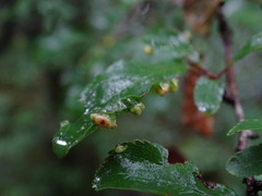 Eriophyes similis