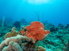 Umimayanthus parasiticus