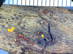 Ophiotheca chrysosperma