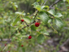 Cinchonoideae