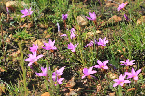 Romulea rosea iNat (2)
