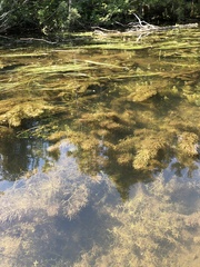 Hippuris vulgaris