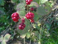 Rubus lainzii