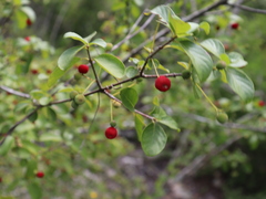 Cinchonoideae