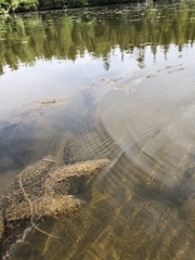 Hippuris vulgaris