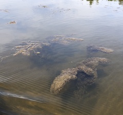 Hippuris vulgaris