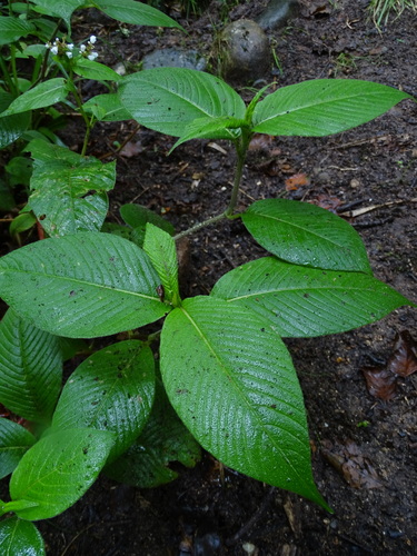 Image of Koenigia campanulata by (c) Zeke Marshall, some rights reserved (CC BY)
