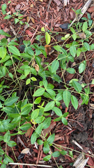 Vinca minor