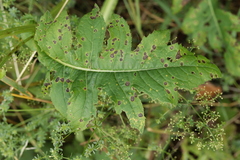 Puccinia cnici-oleracei