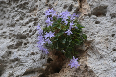 Campanula fenestrellata