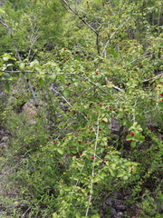 Cinchonoideae