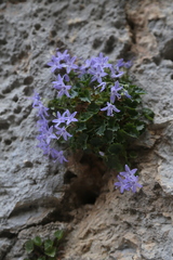 Campanula fenestrellata
