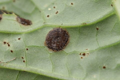 Puccinia cnici-oleracei