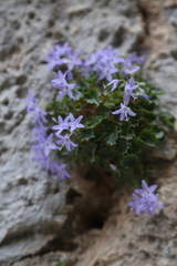 Campanula fenestrellata