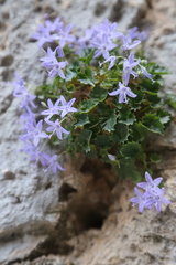 Campanula fenestrellata