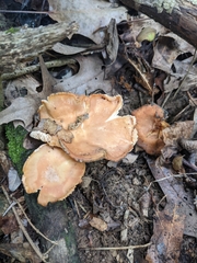 Cantharellus persicinus