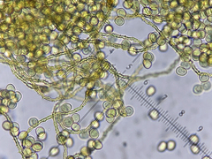 Ophiotheca chrysosperma