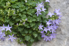 Campanula fenestrellata
