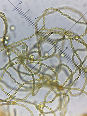 Ophiotheca chrysosperma